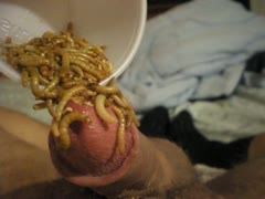 Porn: A guy's pink, erect dick became invaded with insects.